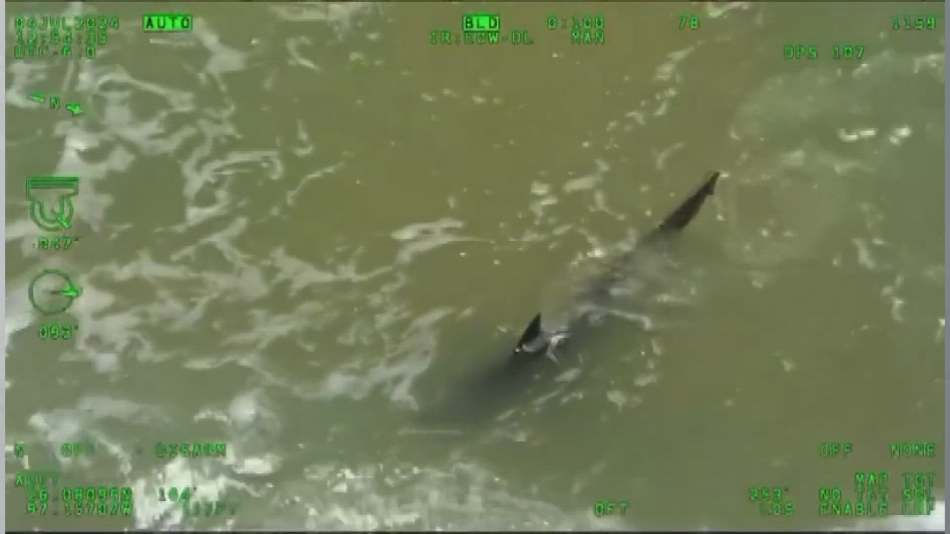 Officials said there is no plan to contain the shark at this time.