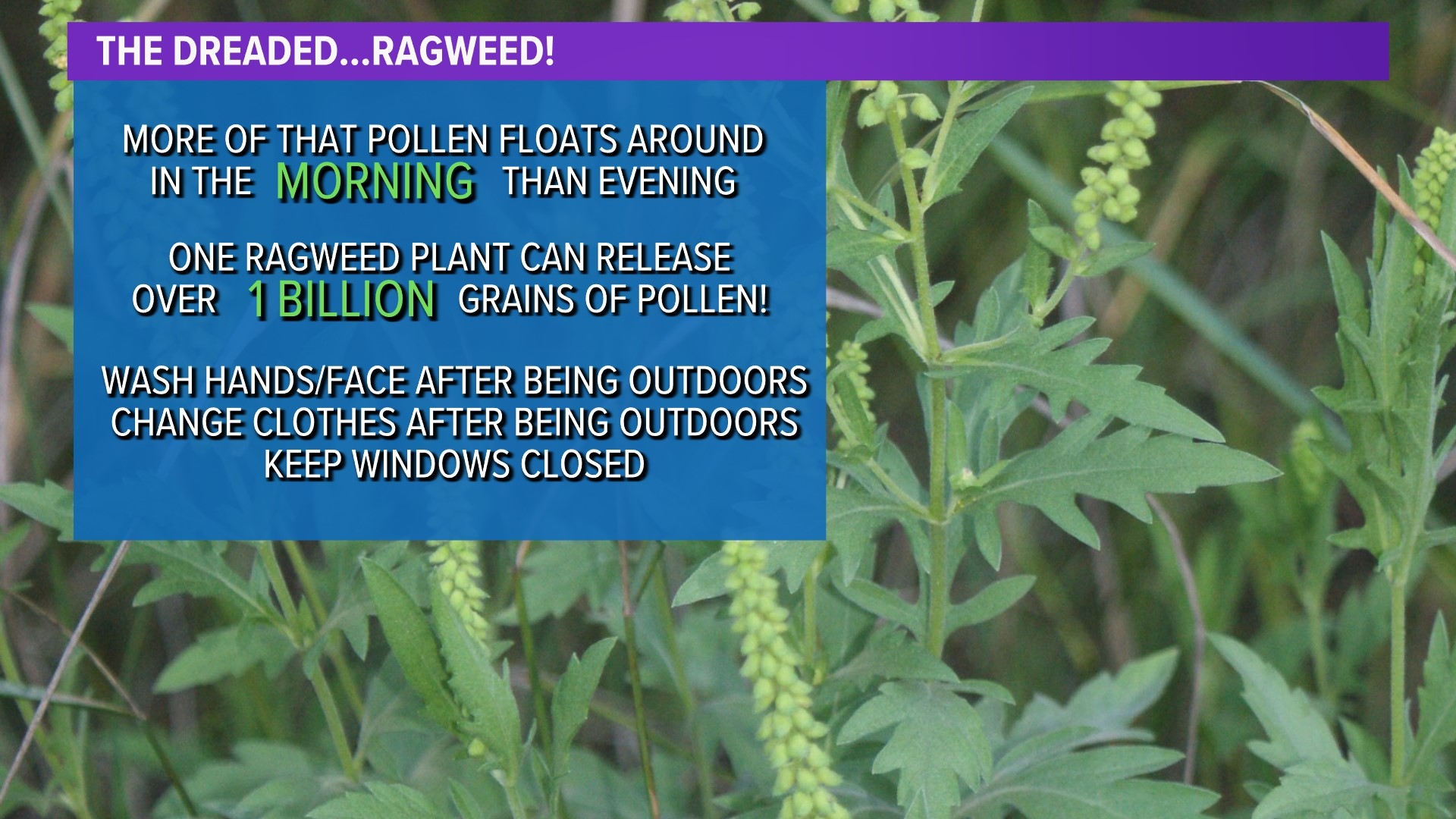 Texas allergy forecast Why DFW pollen count, ragweed are so bad