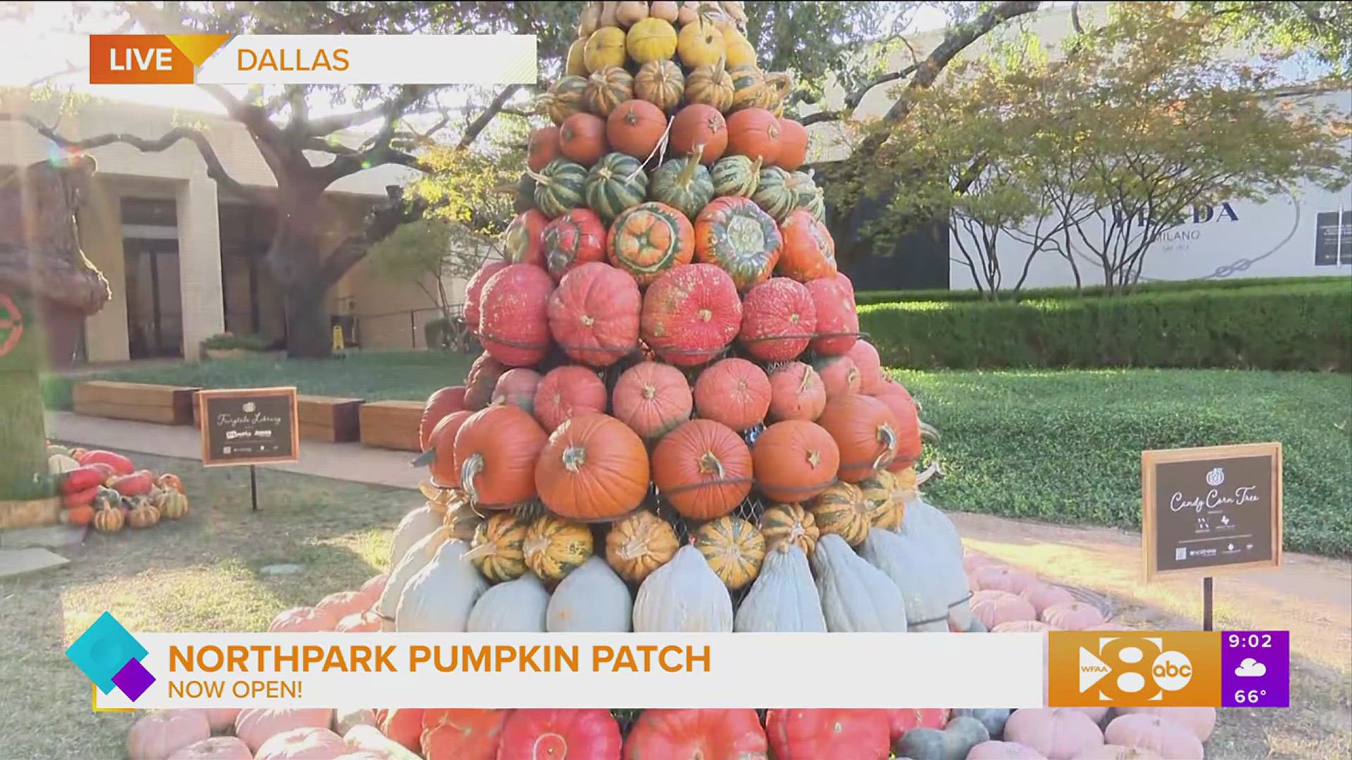 Paige gives us a look at the Northpark Pumpkin Patch.