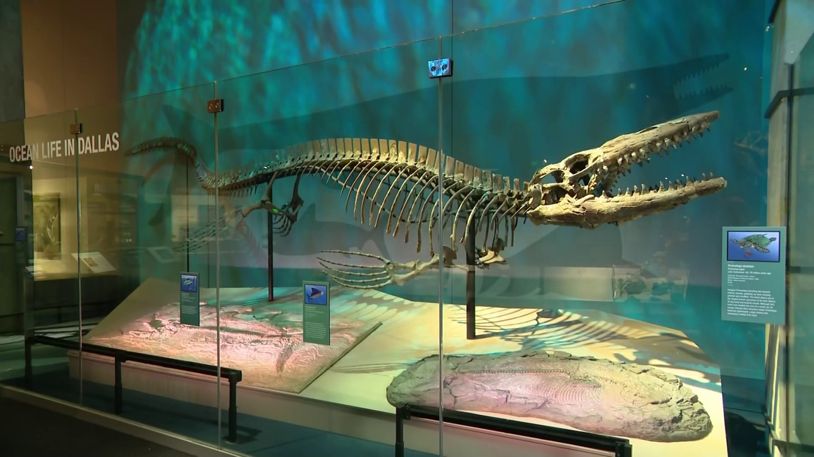 The newly-identified 'T. rex of the ancient sea' unveiled at Perot Museum