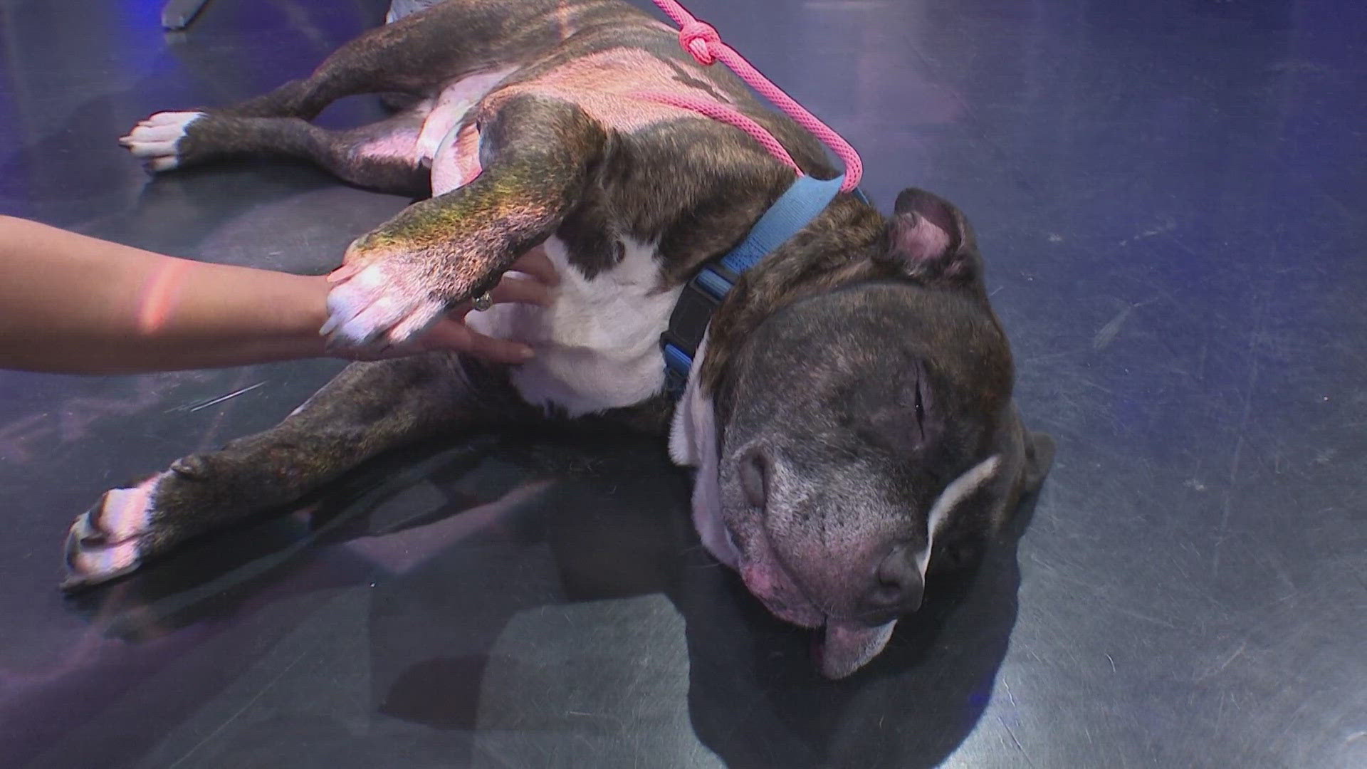Bennie is available for adoption through the SPCA of Texas.