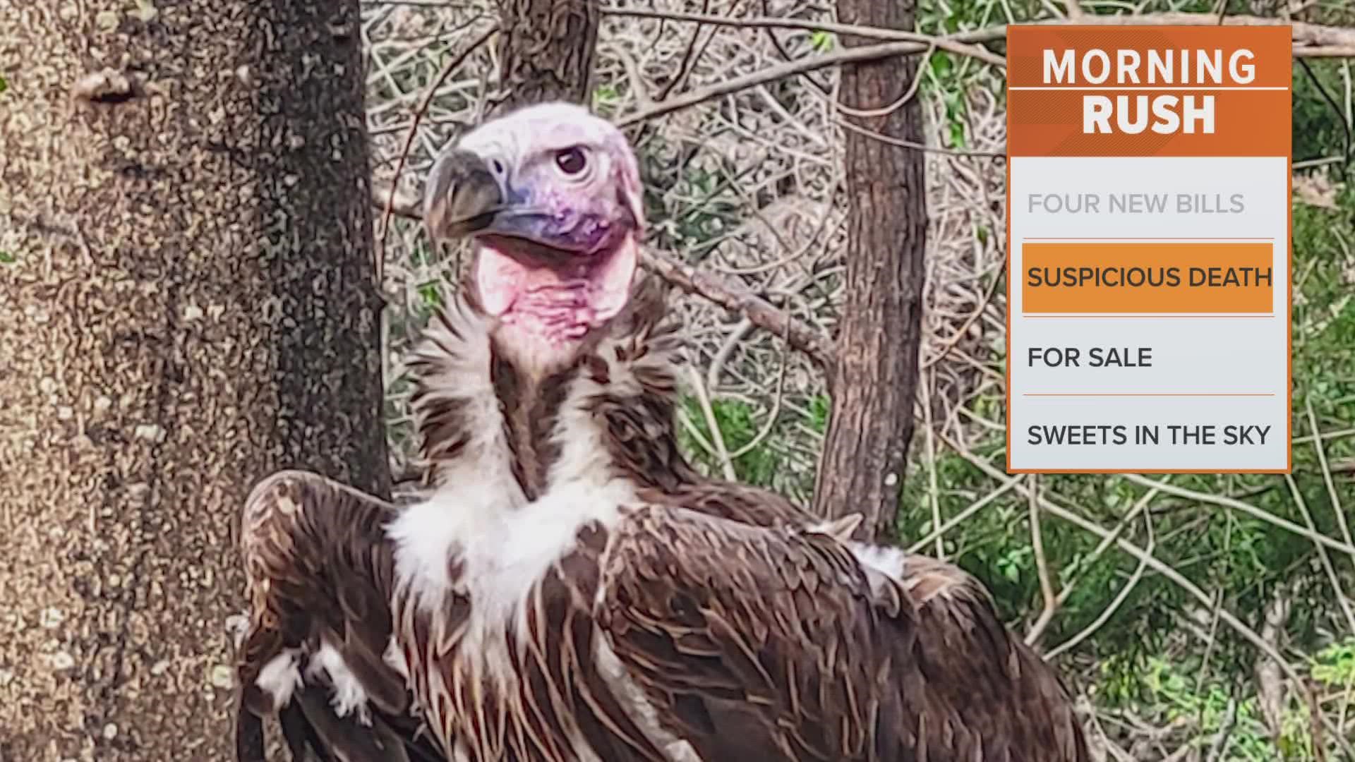 Pin, a lappet-faced vulture, had been at the Dallas Zoo for 33 years. He was found dead in a "suspicious" manner over the weekend.