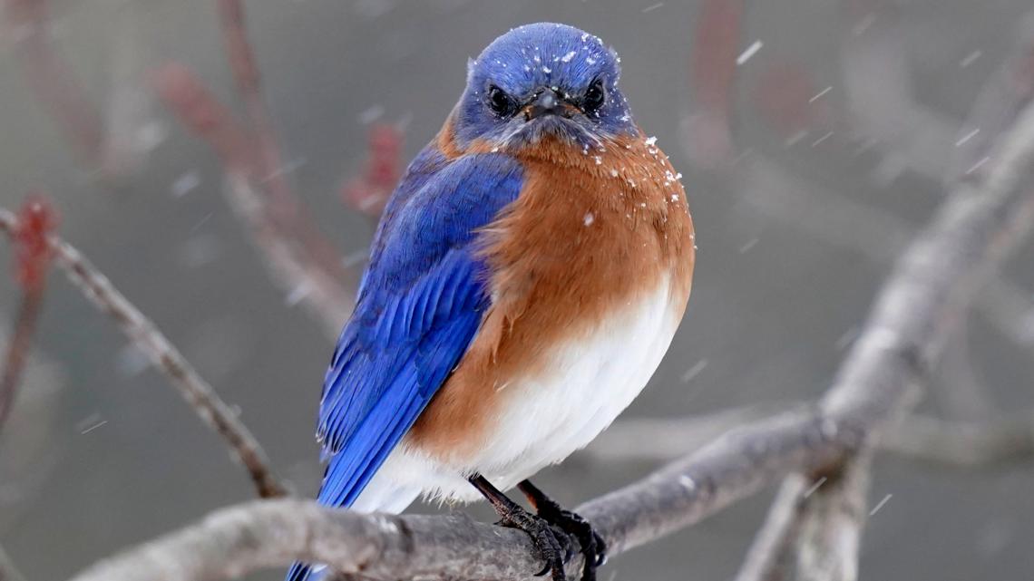 Fort Worth, Texas: City council to officially name city bird | wfaa.com