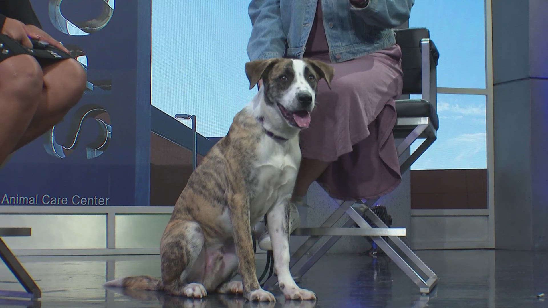 Dom is available for adoption through the SPCA of Texas.