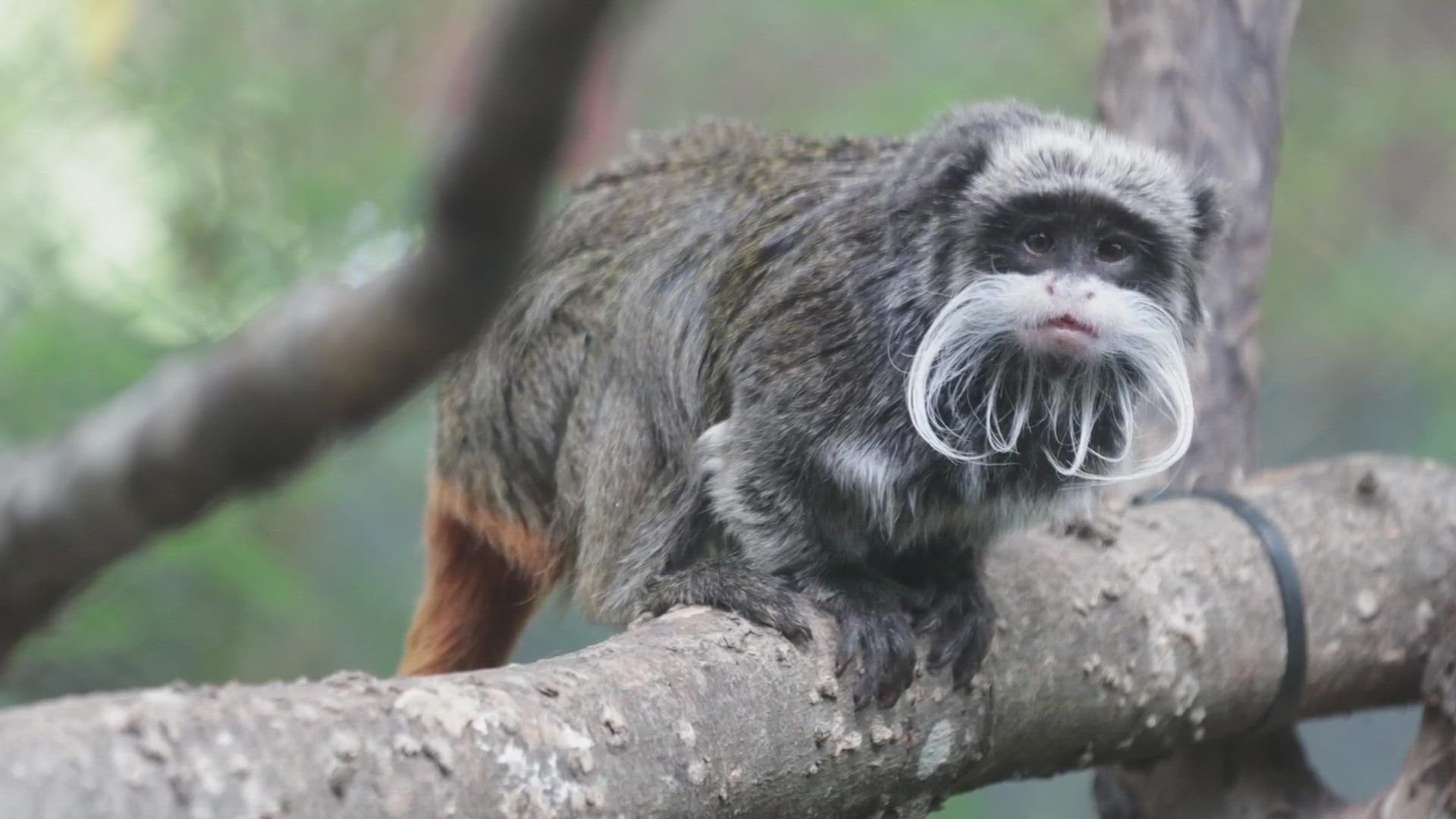 Two emperor tamarin monkeys are missing from the Dallas Zoo, and officials believe they may have been taken.