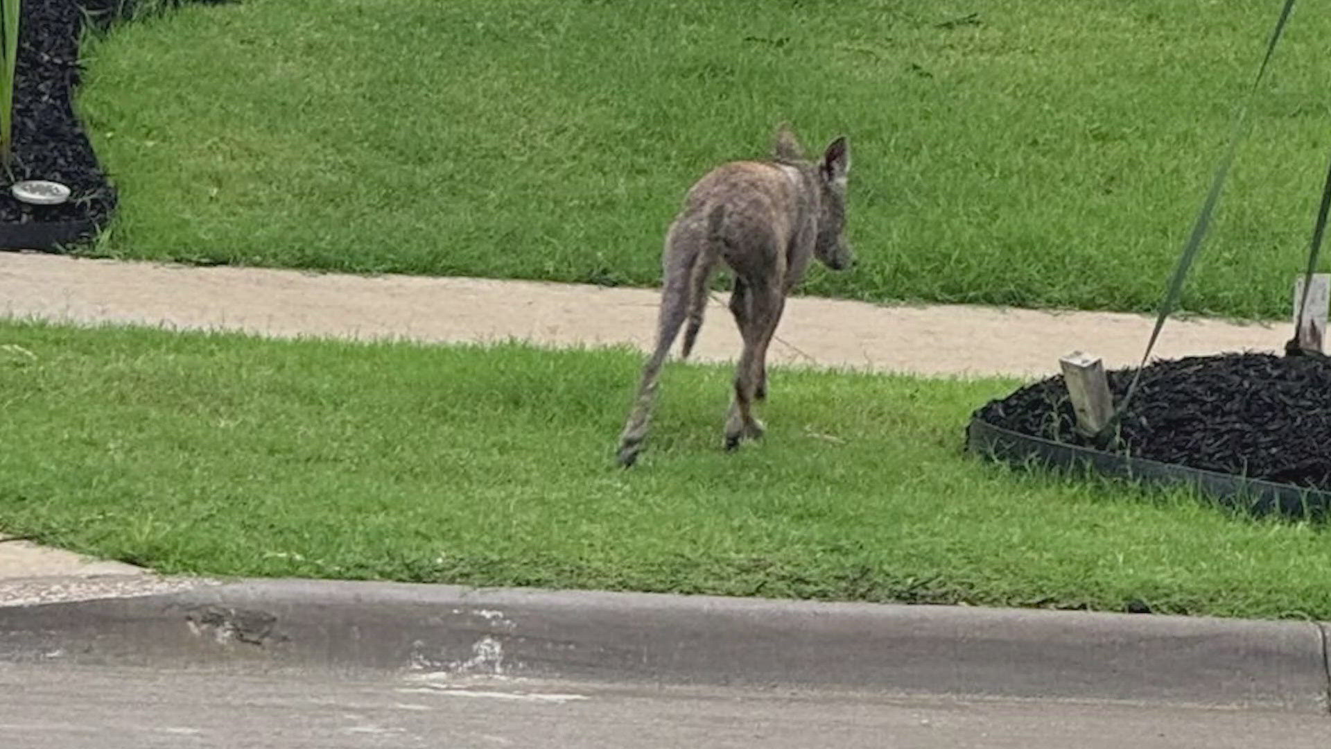 Following an attack in which an 8-year-old was bitten and scratched by a coyote, animal services is warning residents about the dangers of feeding these animals. 