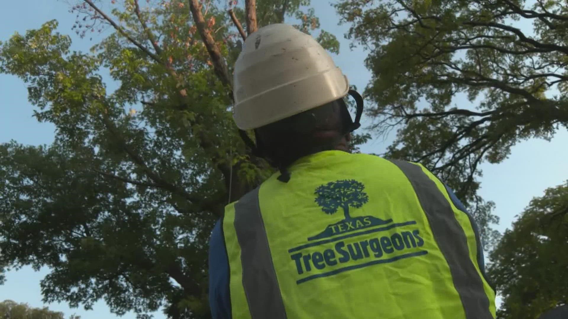 Texas Tree Surgeons, a North Texas tree trimming and removal service, saw removals jump 30% due to Winter Storm Yuri.