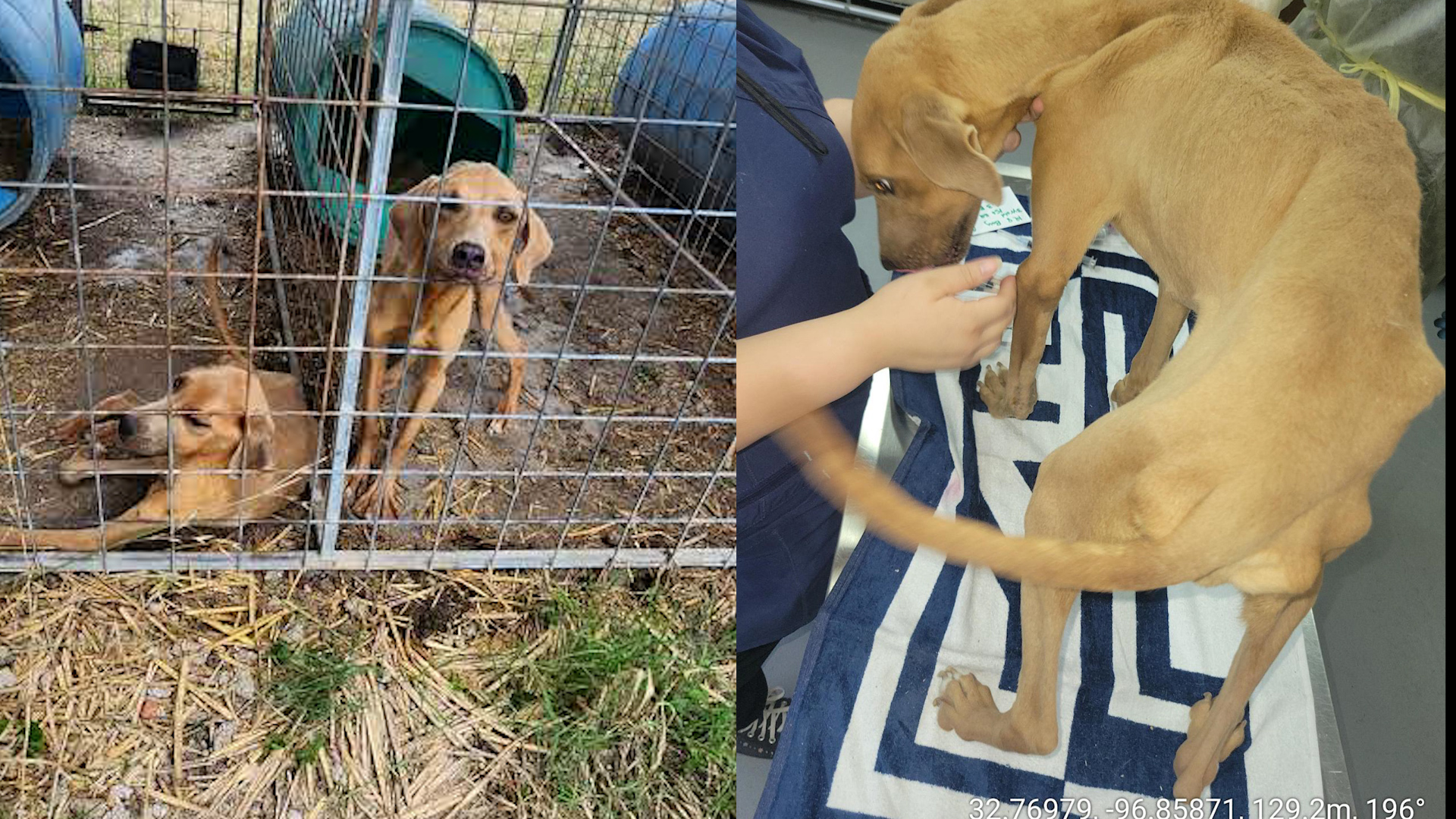Suspect charged with animal cruelty for abuse of 7 dogs, SPCA says ...