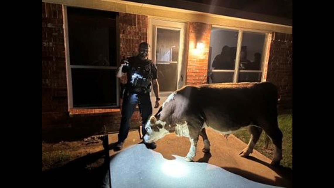 Texas News - Police respond after bull got into Mansfield, Texas backyard