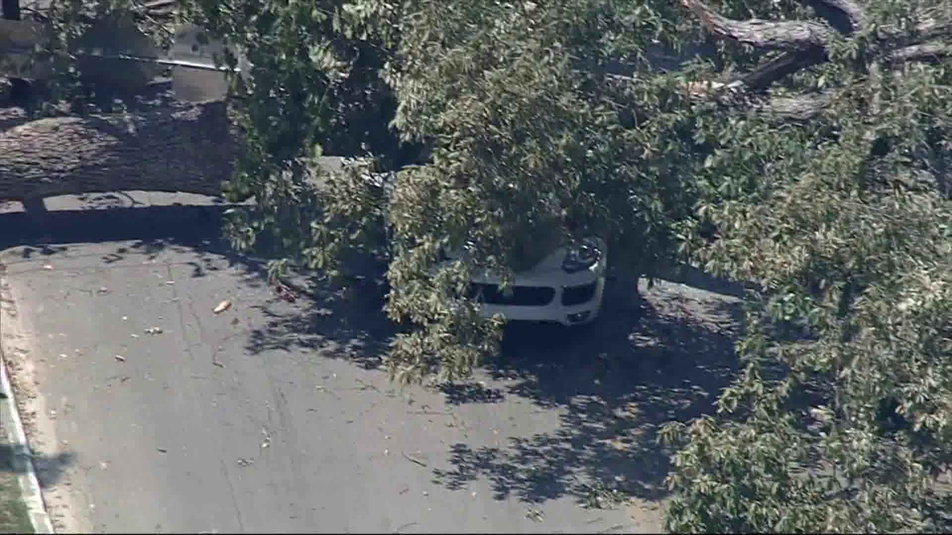 DFR: Woman driving SUV pinned down by large tree | wfaa.com