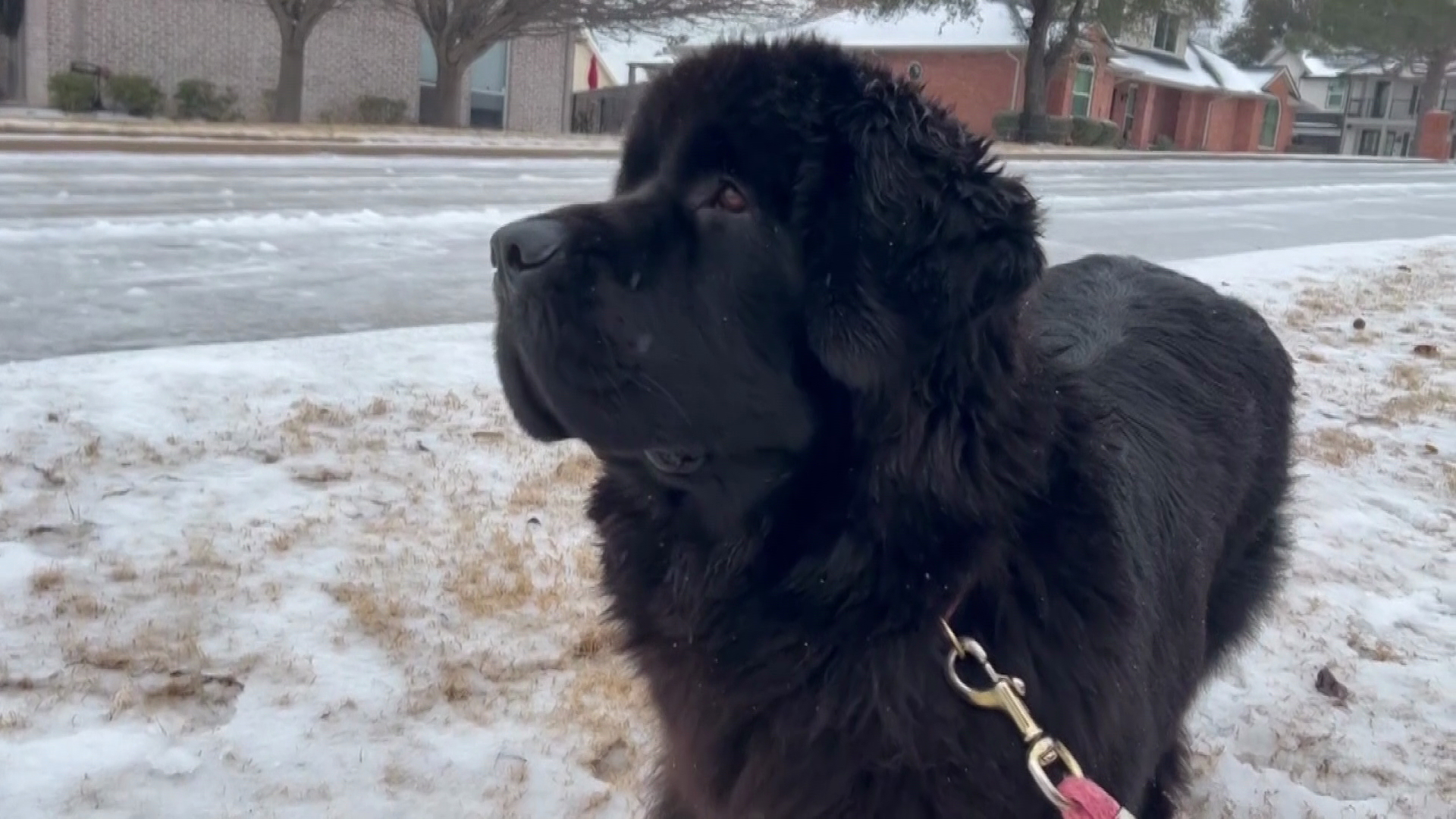 Despite the ice storm in the Dallas area, Millie the Newfie found ways to enjoy herself.