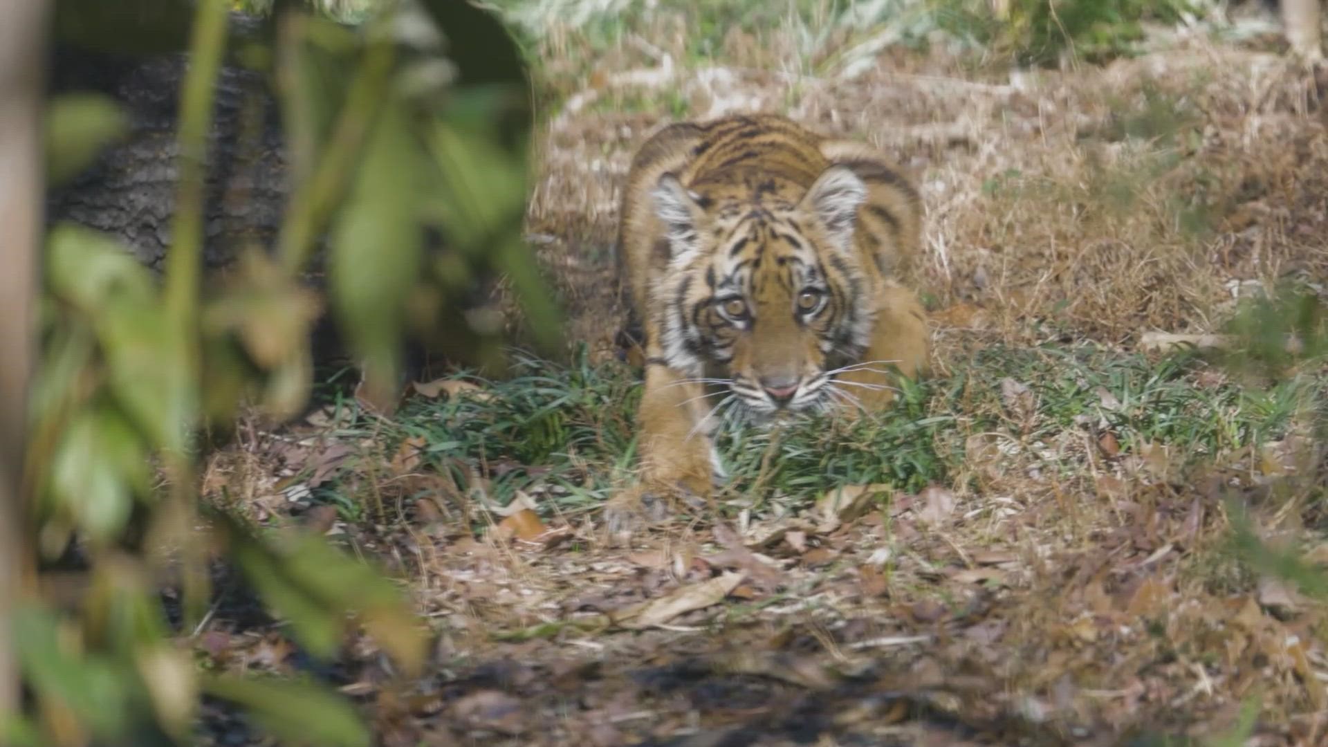 Six-month-old critically endangered Sumatran tiger cub Sumini isn't a huge Matthew Stafford or Von Miller fan, turns out. Hey, there's always next year, Rams!
