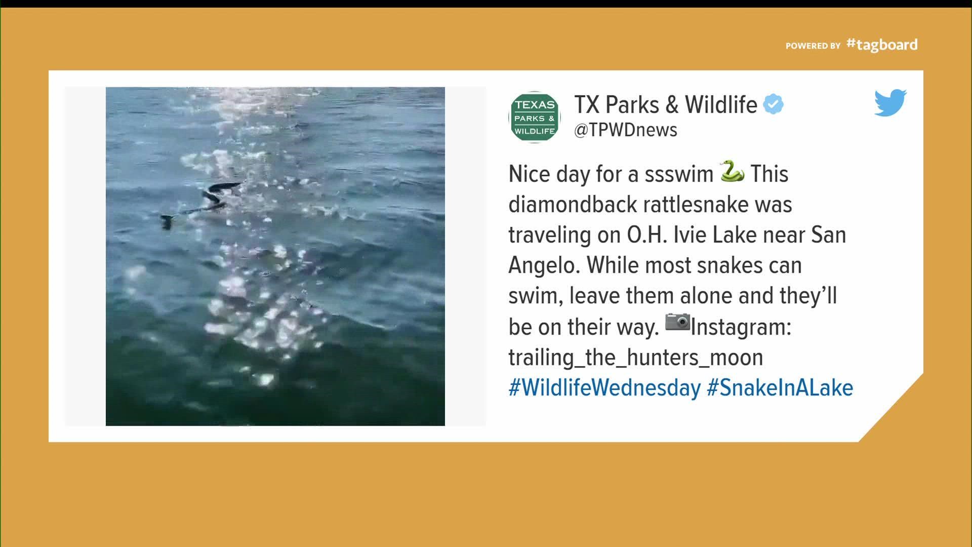 Seems like the Lone Star State's most common venomous snakes are trying to beat the heat, too. And yes, they can swim.