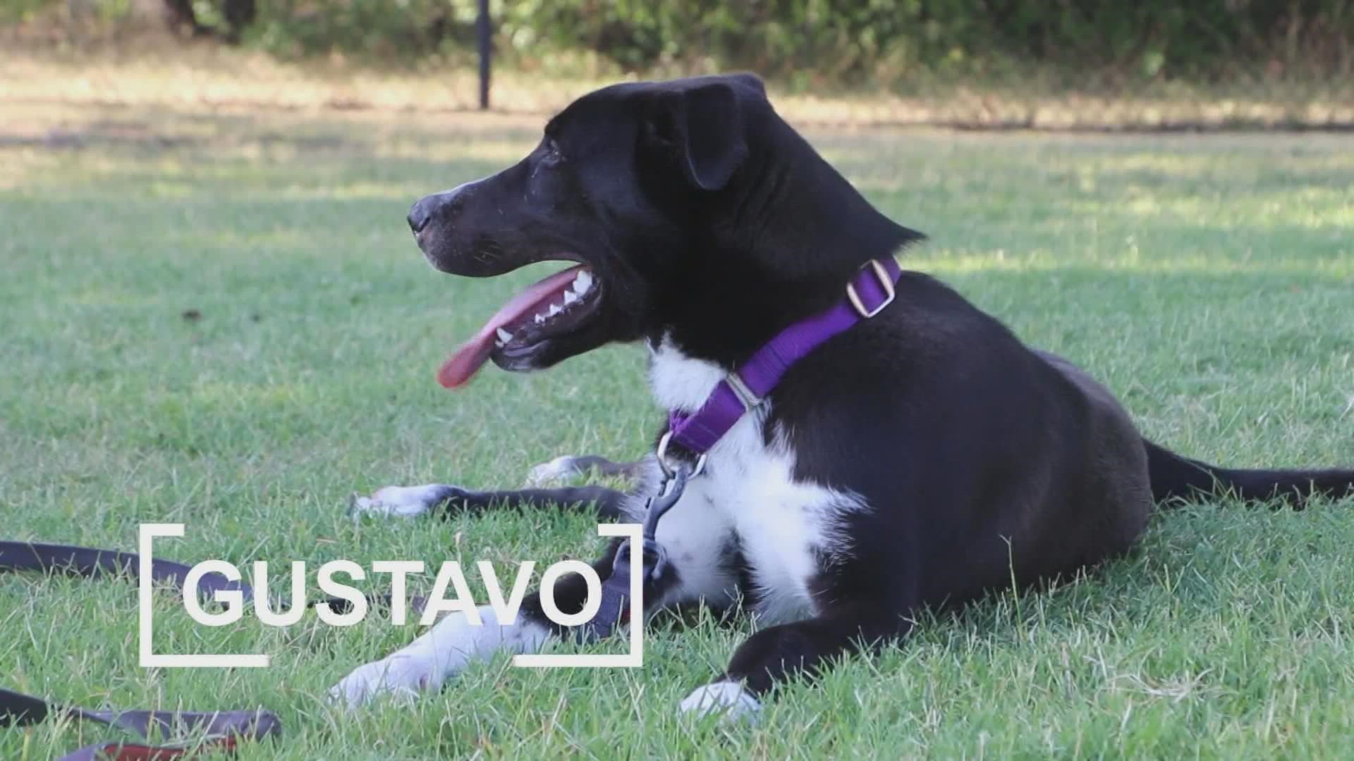 Gustavo is looking for his fur-ever home!