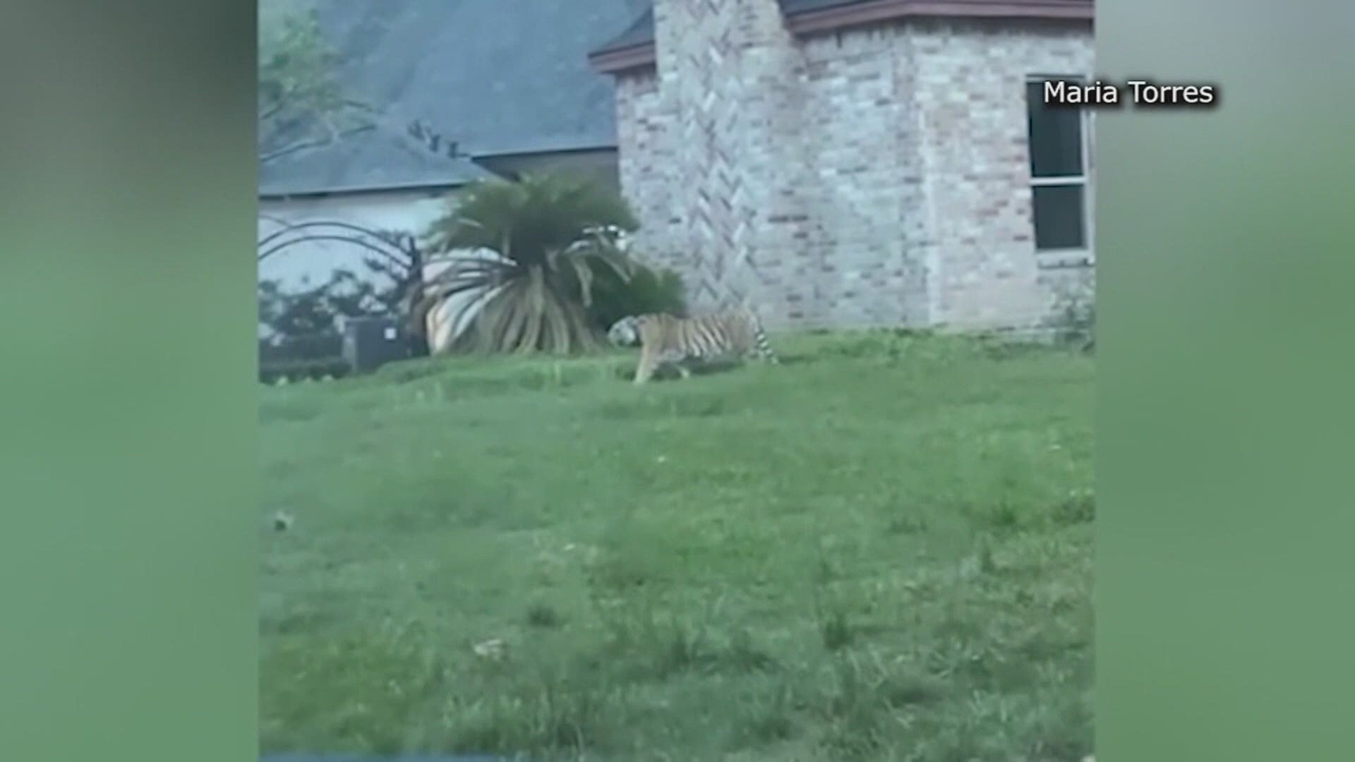 Angela Culver with Insync Exotics in Wylie told WFAA that Sunday's incident underscores the need to outlaw private ownership of big cats like tigers.