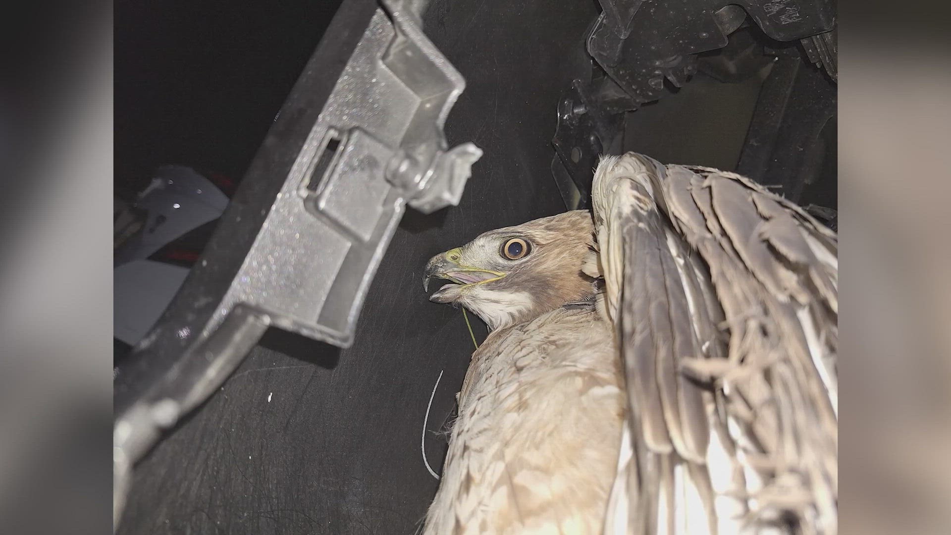 Miraculously, the more than two-foot hawk was found in a fog light about two to three inches in size.