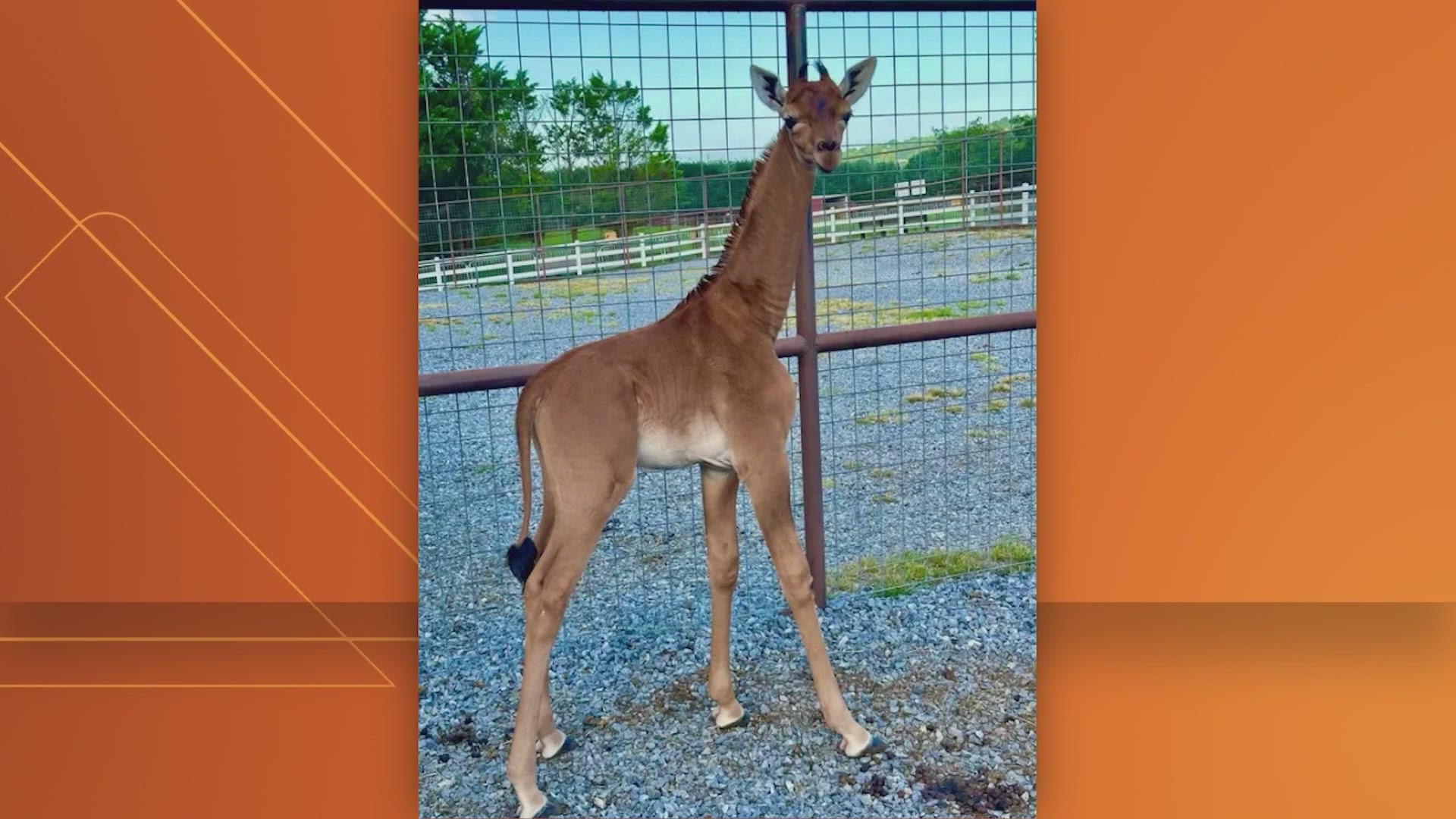 Bright's Zoo in Tennessee is holding a contest on its Facebook to name what they believe to be the only solid-colored giraffe in the world.