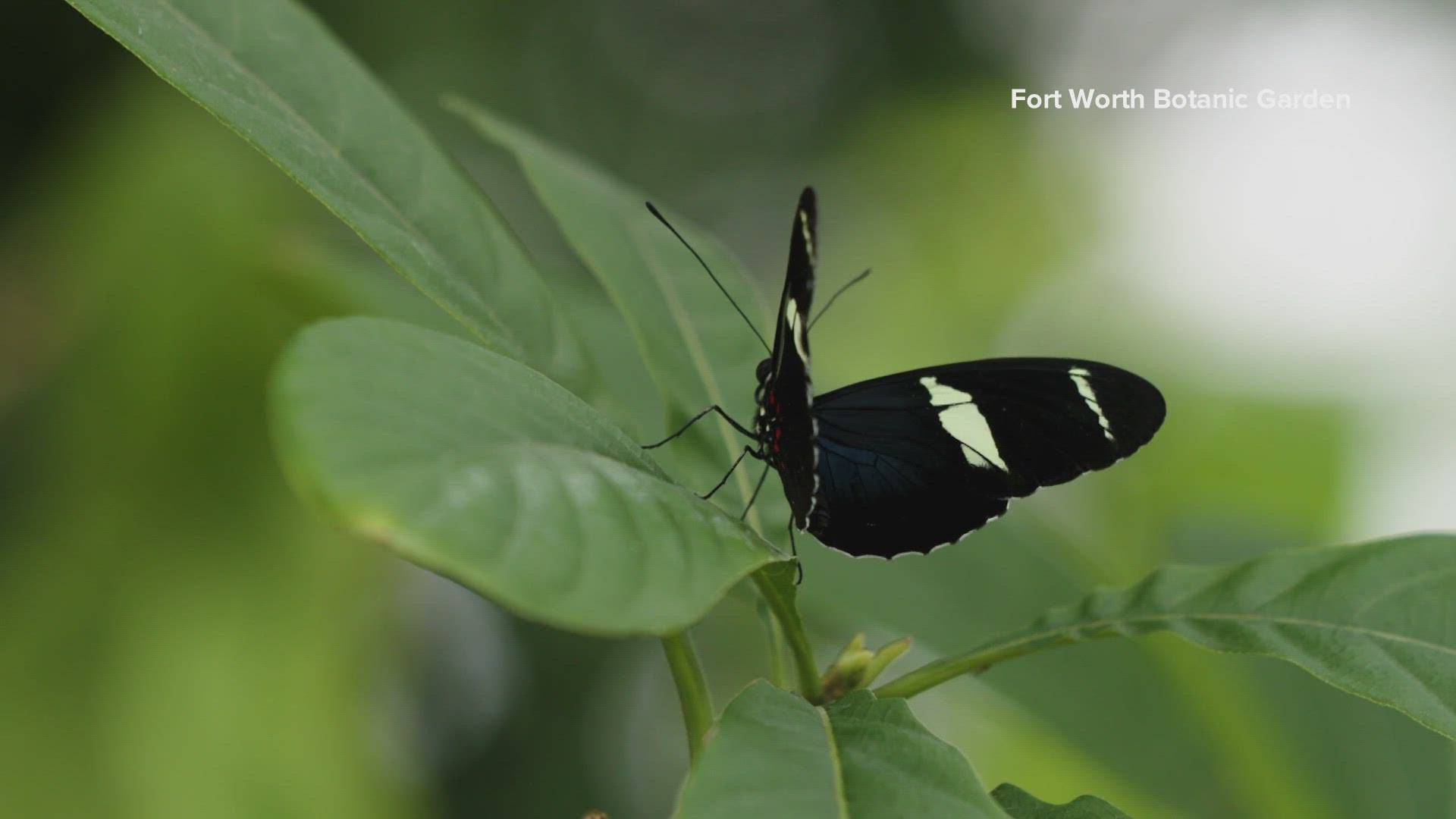 Get out and see the butterflies at the Fort Worth Botanic Gardens while you can!