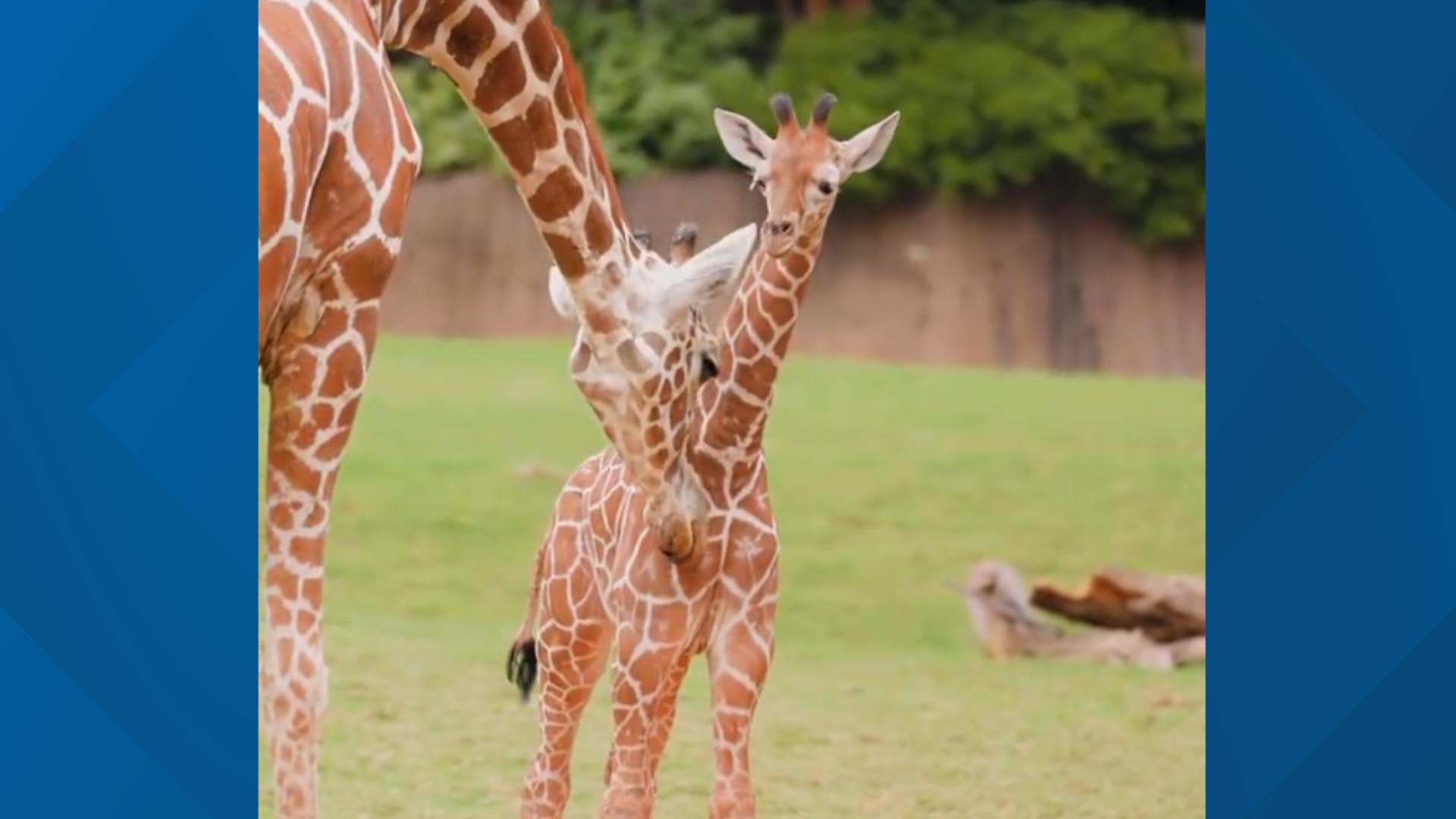 New baby giraffe born at Fort Worth Zoo