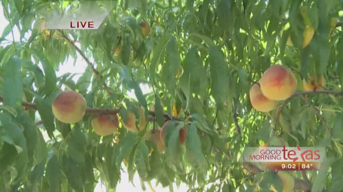 Picking Peaches at Ham Orchards