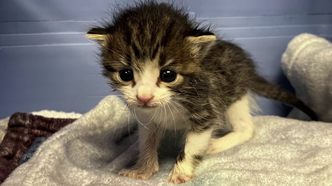 The Humane Society begged North Texans to stop dumping pets in the heat. Now it's getting worse.