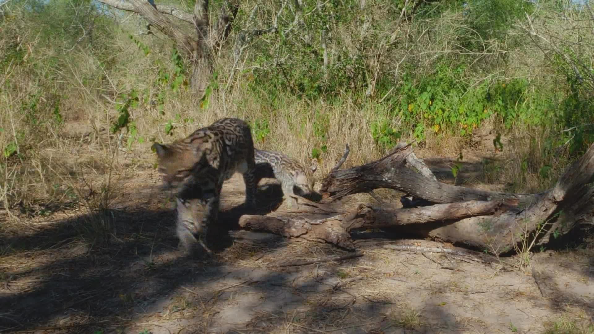 Texas boil water orders What should you do when the notice ends