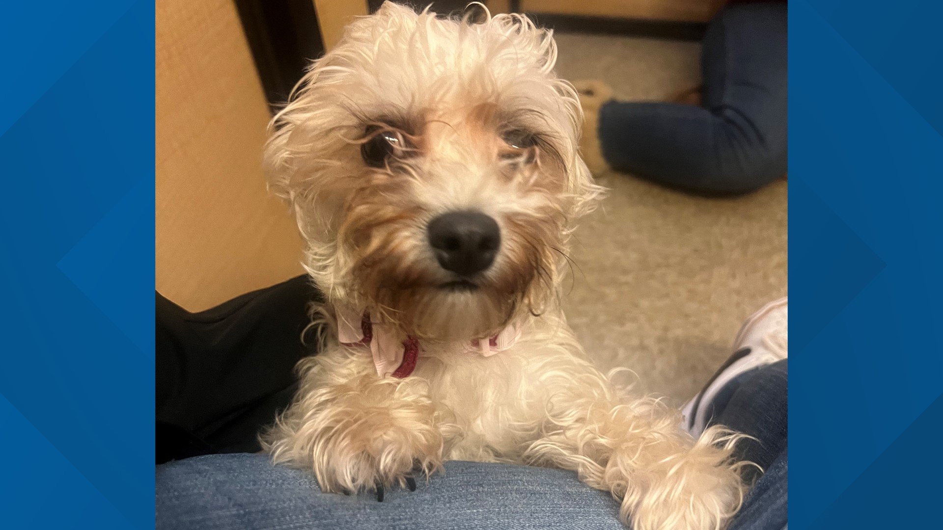 Dog abandoned outside Fort Worth shelter finds new home | wfaa.com