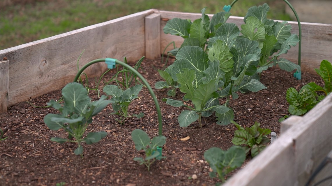 Fort Worth volunteer group helping food deserts needs funding - Vimarsana News