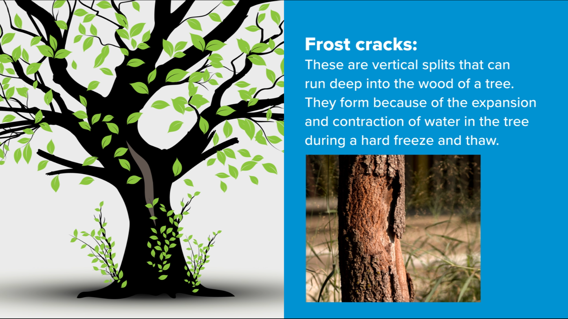 Why are your trees dying? The Texas deep freeze might be to blame