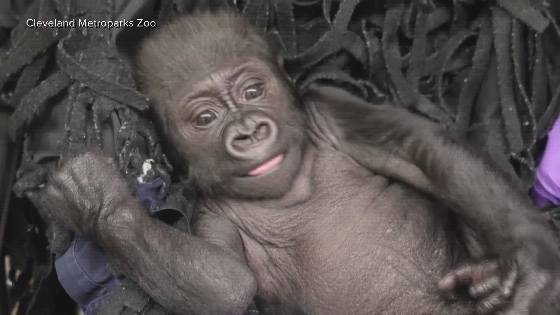 Zoo officials provided an update Wednesday on efforts to bond baby gorilla Jameela with a new foster mom.
