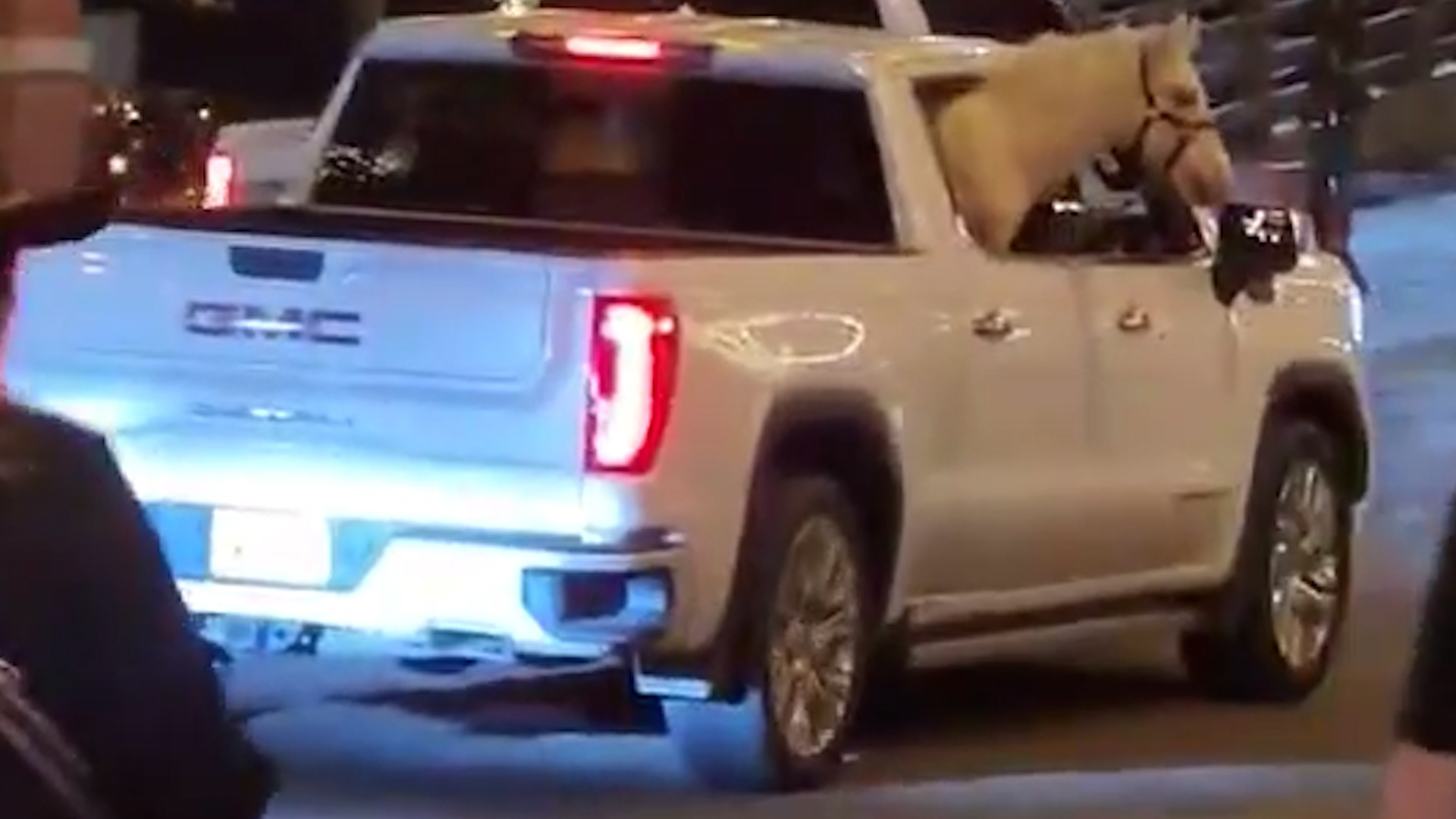 A horse was spotted riding in the backseat of a truck cruising down Exchange Avenue.