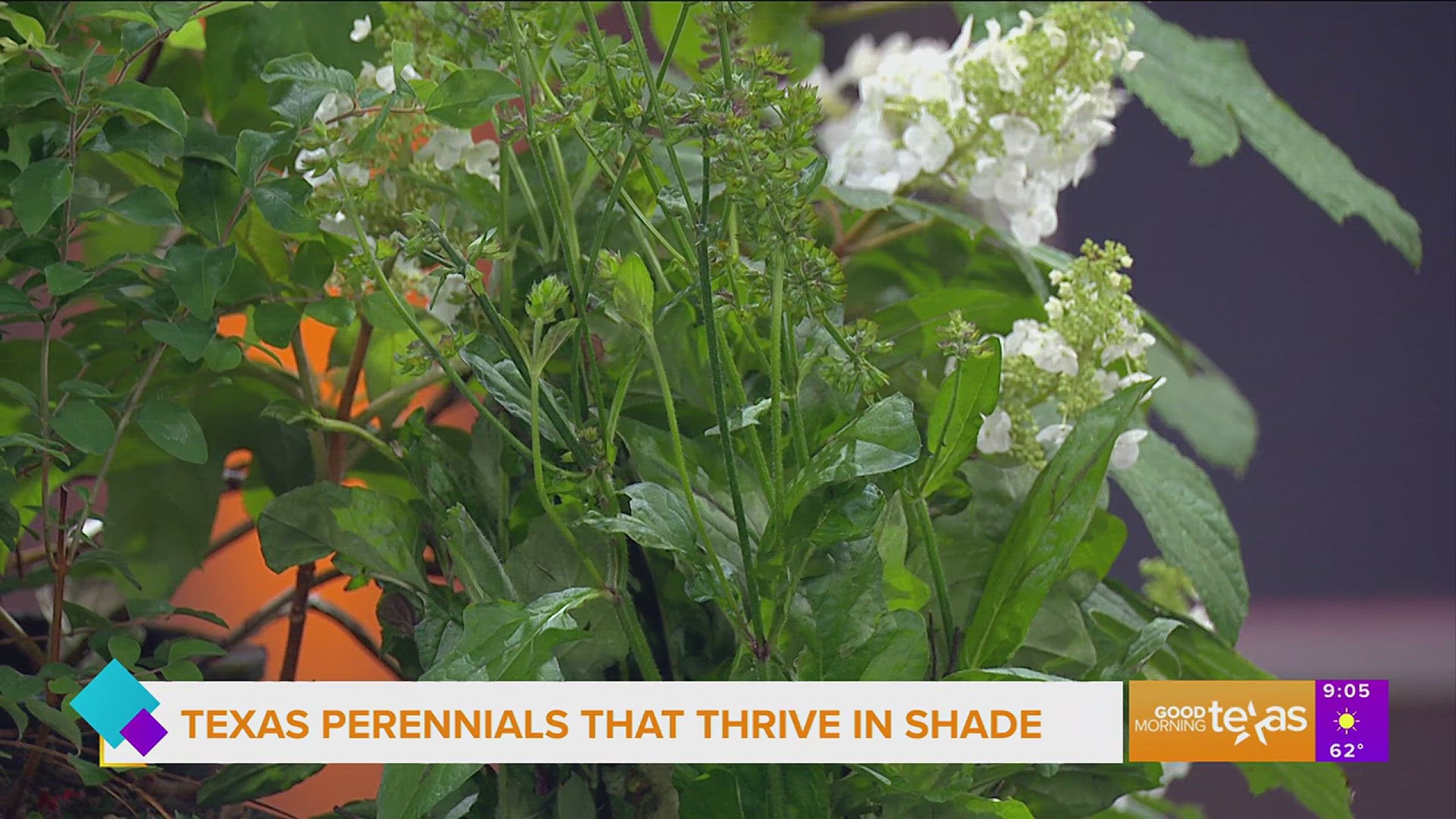 Horticulturist Daniel Cunningham offers tips on how to use native Texas plants in one of the most challenging areas, the shade.