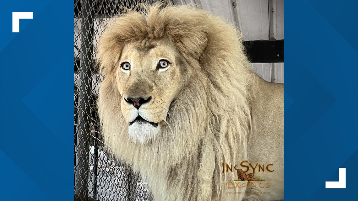 Texas sanctuary now home to big cats once owned by Siegfried, Roy - Vimarsana News