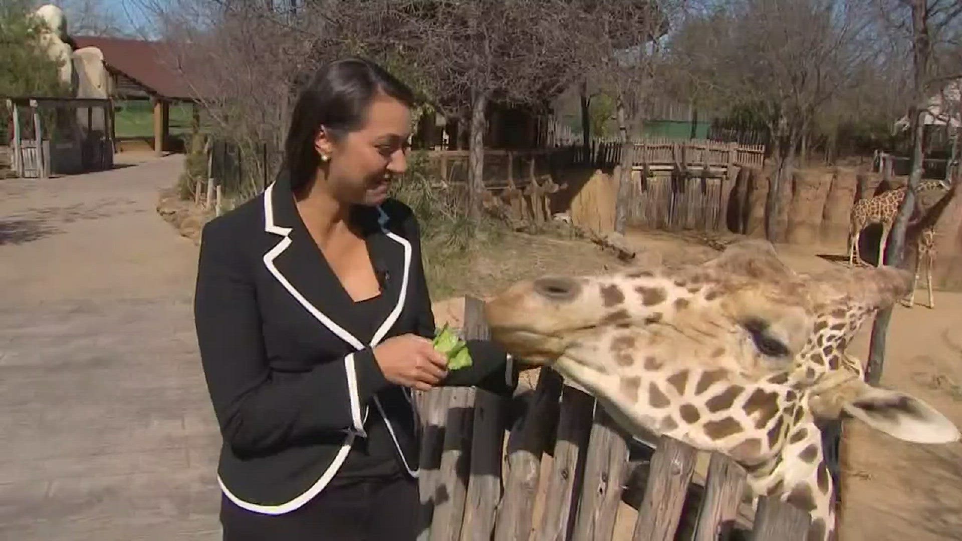 Animal Planet' live event features Dallas Zoo 