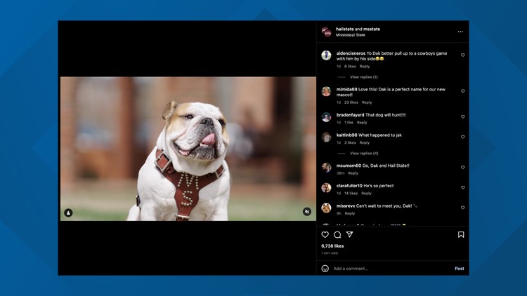 Meet Dak, Mississippi State's new live bulldog mascot