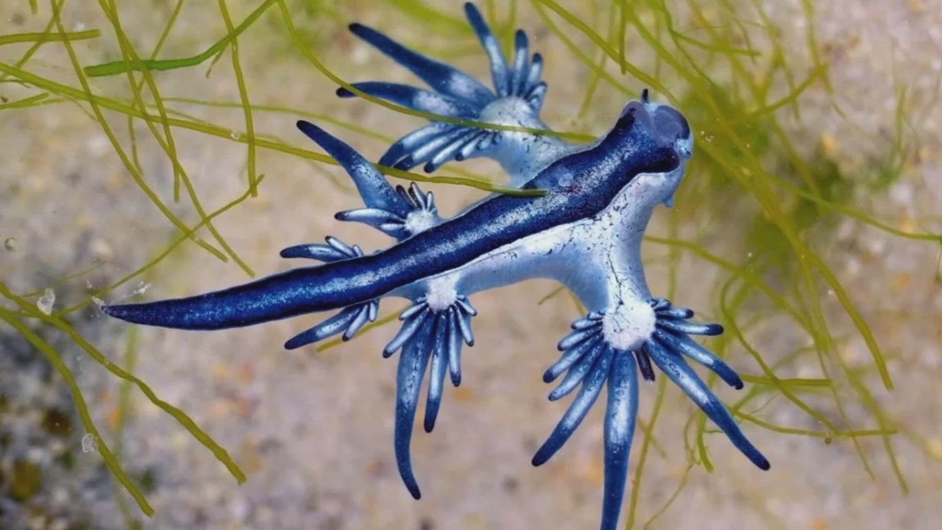 "While these captivating creatures may seem enchanting, it's essential to approach them with caution," Galveston County warns. Their sting can pack a punch