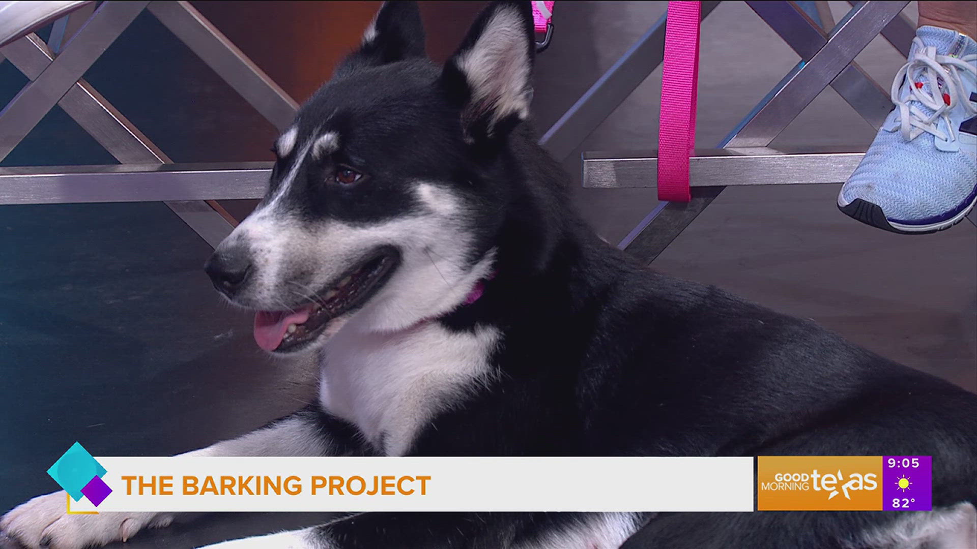 Founders of The Barking Project Allison Frizzo and Emily Hoffman raise awareness of overcrowded Texas shelters and share their mission of finding dog’s loving homes.