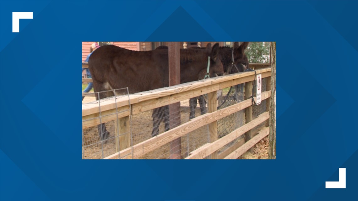 Old City Park says goodbye to beloved donkeys, Willie and Waylon - Vimarsana News