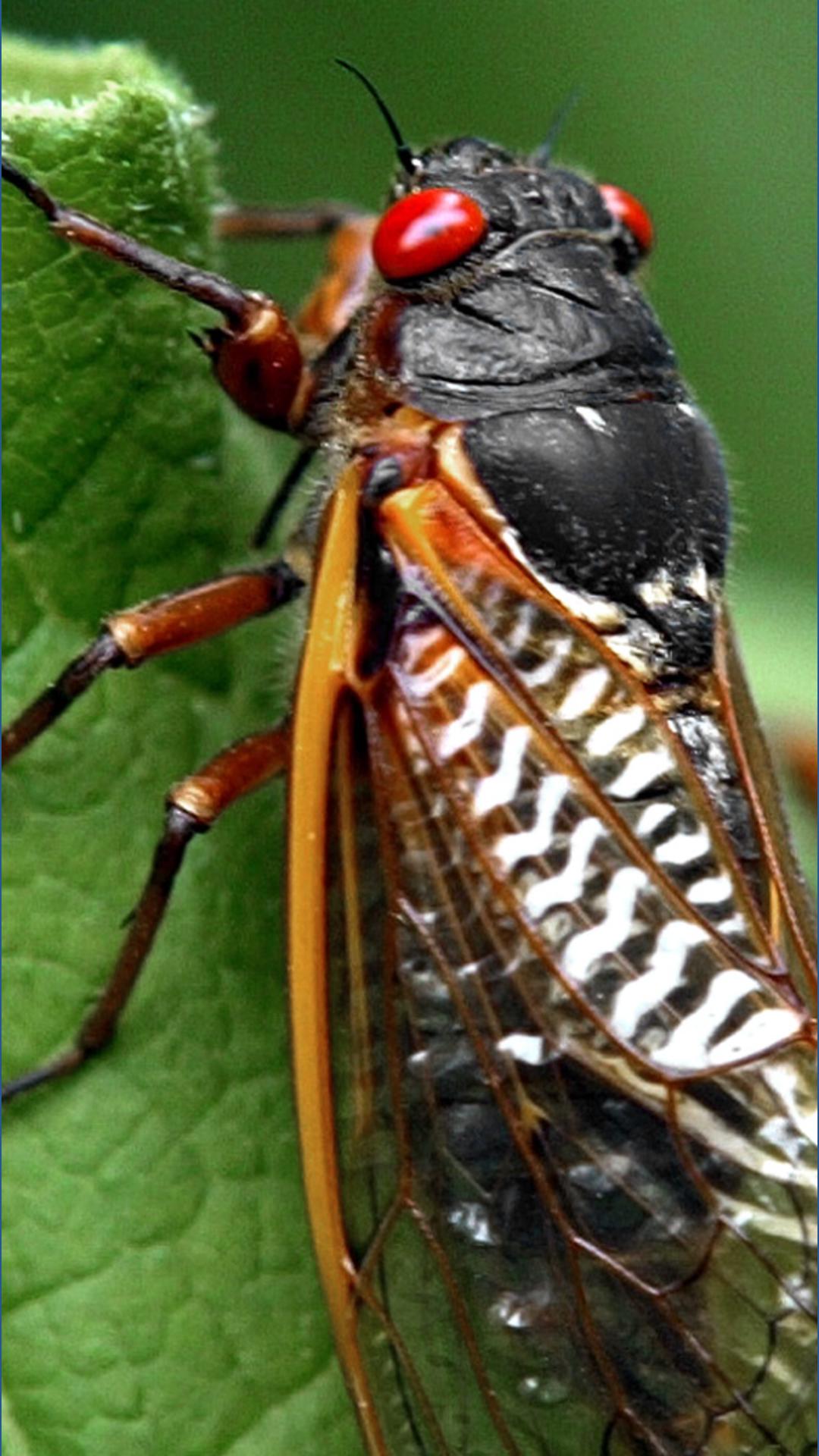 Cicada swarm skips North Texas. Here's why | wfaa.com