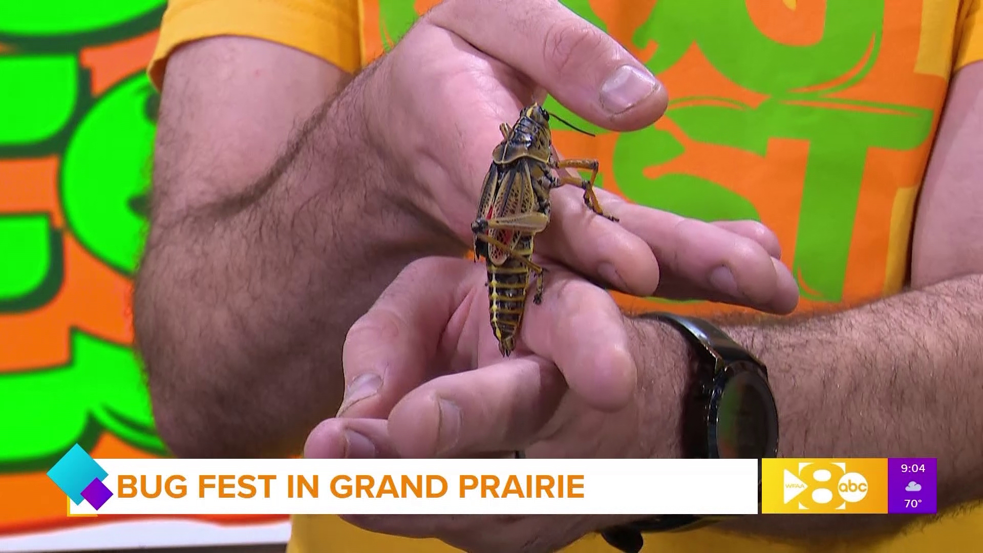 Good Morning Texas: A creepy, crawly preview of Bug Fest in Grand ...