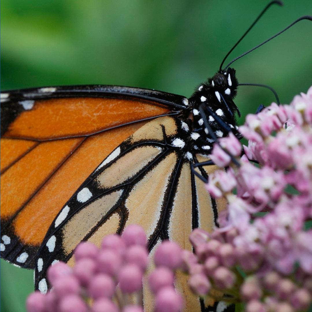 Monarch butterfly fall migration through Texas | How to help | wfaa.com
