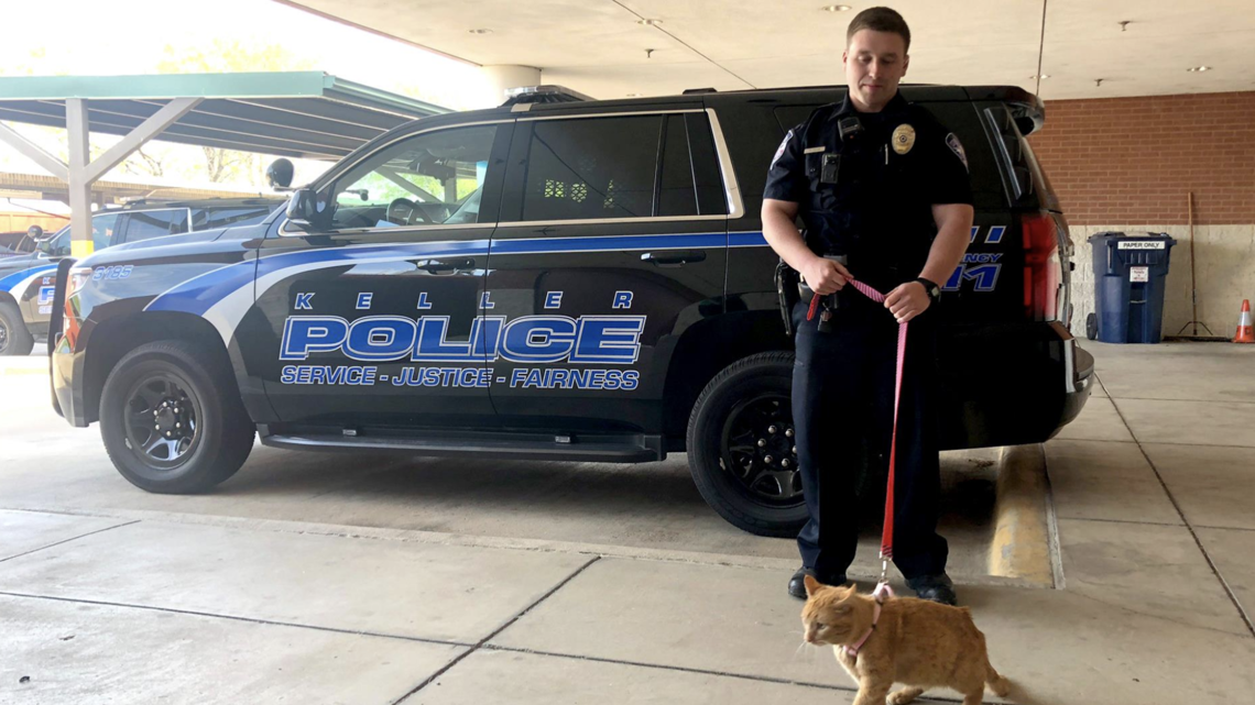 The 'puuurfect' crime-stopper: Pittsfield police say they've added a cat cop  to their ranks in April Fool's prank 