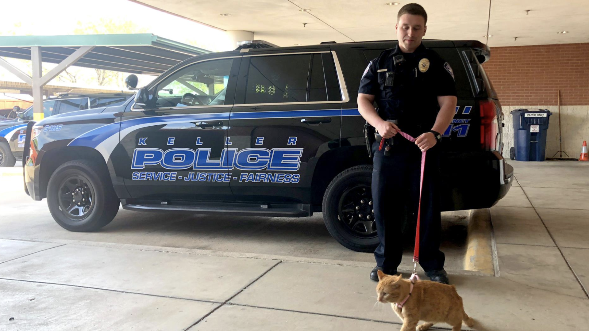 Police April Fools Police cats, Whataburger candles and dog-delivered pizza: A guide to ...