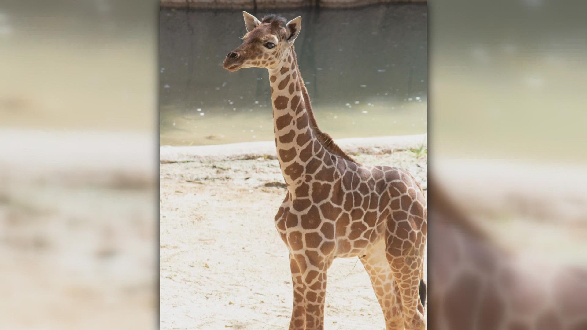 This is the third calf the zoo has suddenly lost since 2015.