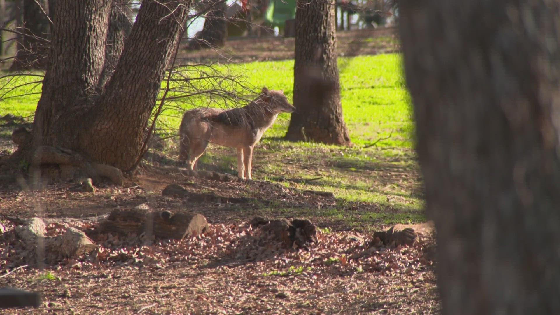 A week after a coyote bit three children in separate incidents, Parkway Central Park in Arlington reopened to the public.