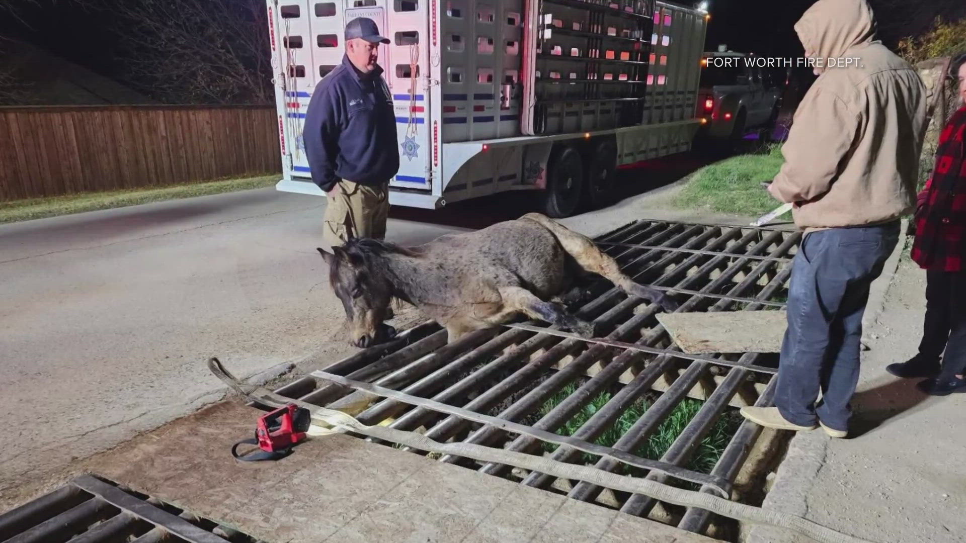 The Fort Worth firefighters worked the problem for 45 minutes, and the horse had to be sedated so they could cut  into the bars.