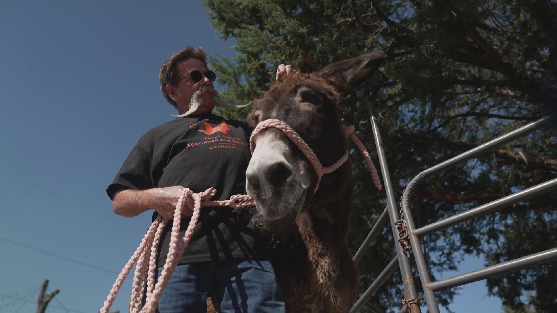 "They have a big heart. They want to be able to give back to you the same that you give to them. They know they've been rescued," Tracy Miller said.