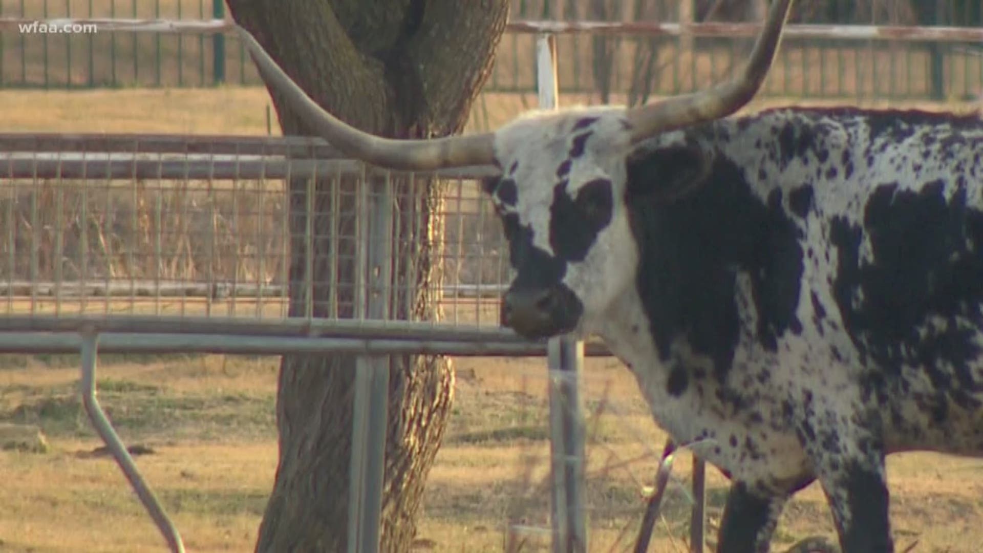 Haslet Fire and Rescue responded to an emergency call and helped release a longhorn steer using the jaws of life.