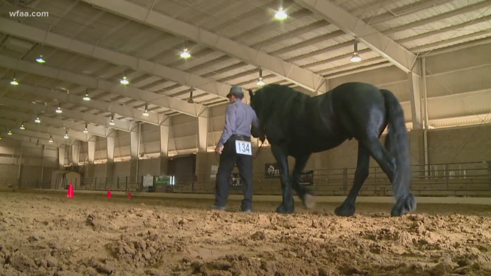 Group working to bring horse shows back to Dallas 