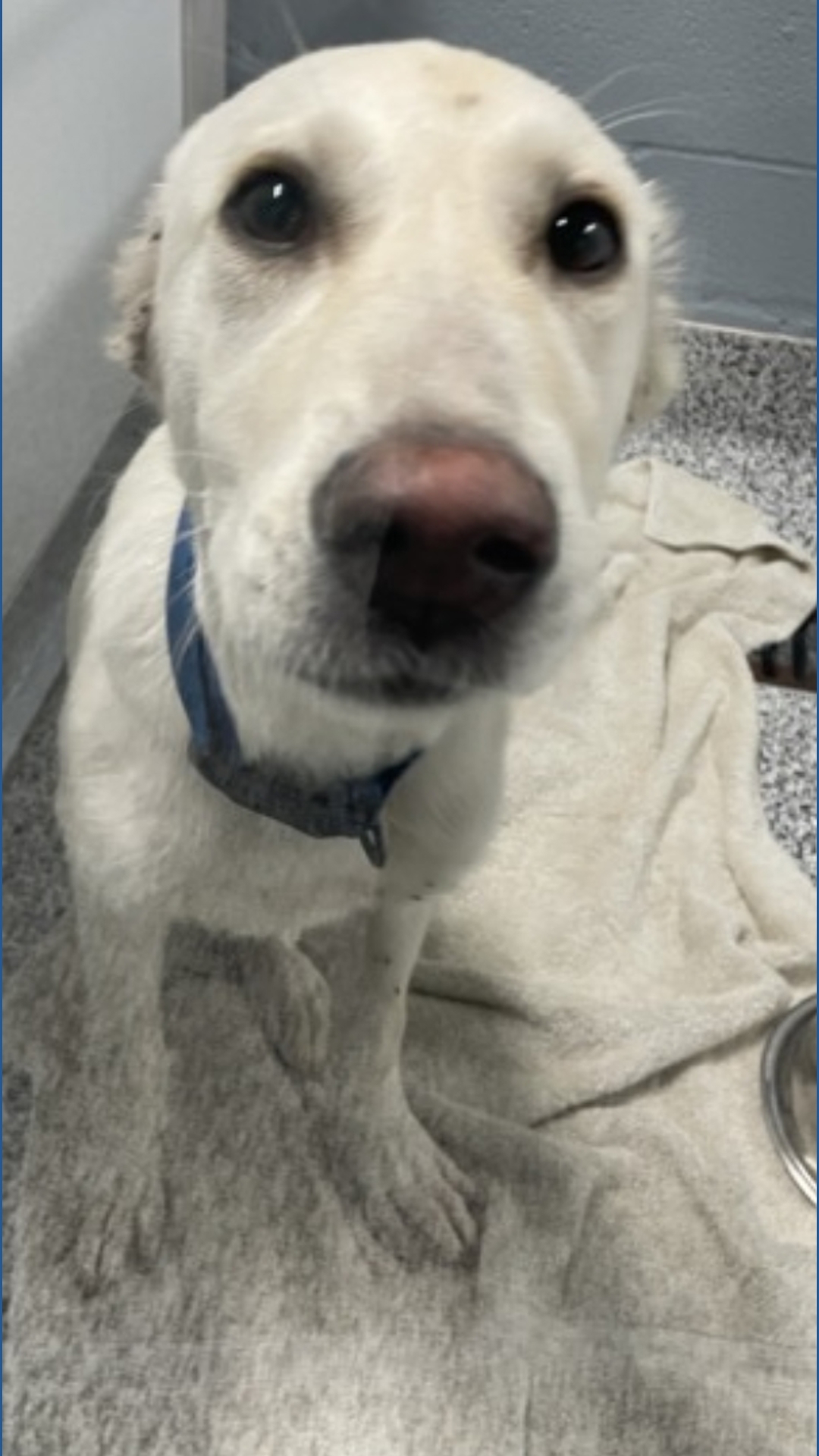 Texas man arrested for cruelty after 10 dogs rescued in DeSoto | wfaa.com